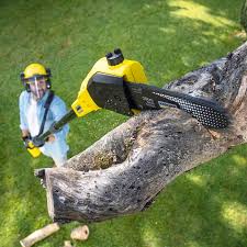 Best Tree Removal  in East Harwich, MA